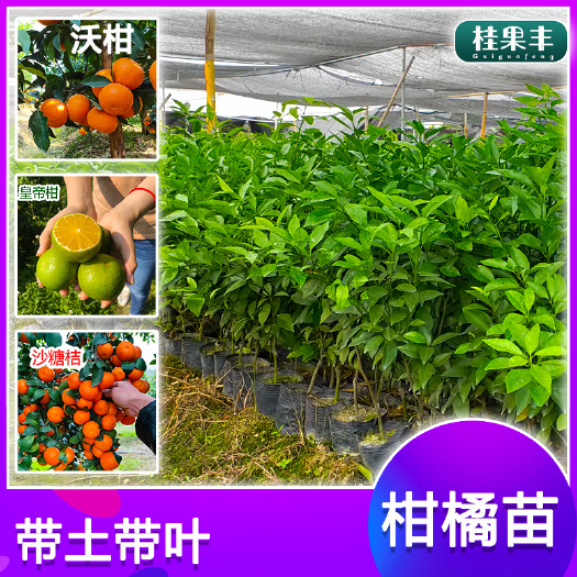 灵山县沙糖桔苗 四会砂糖橘树苗 果树苗 南北方种植 盆栽地栽苗