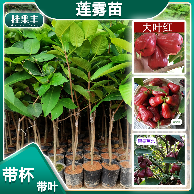 灵山县黑金刚莲雾苗 果树苗 南北方种植 莲雾树苗营养杯苗 带杯发货