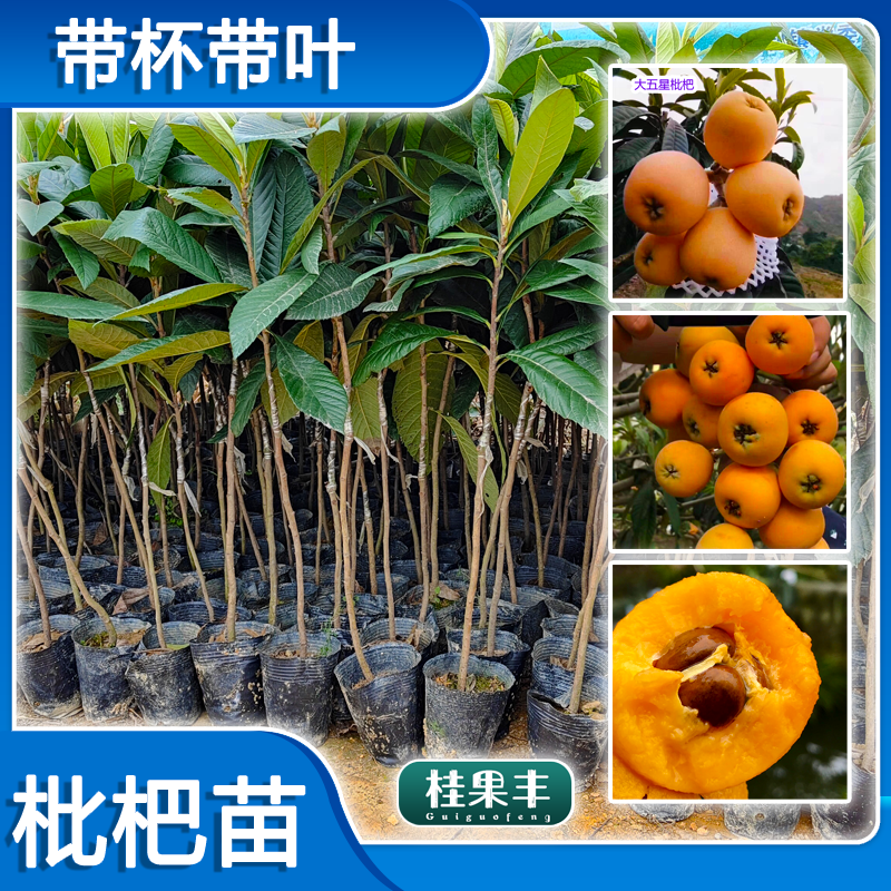 灵山县大五星枇杷苗  早钟六号枇杷苗 嫁接苗 枇杷树苗南北方种植果