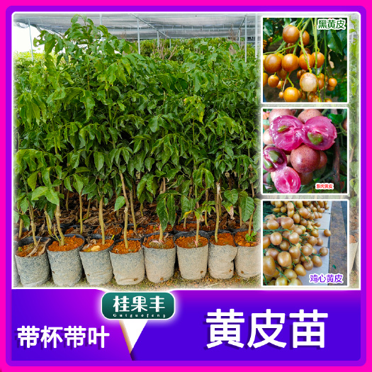 灵山县黑黄皮果苗  香蜜黑黄皮苗 鸡心黄皮苗 紫肉黄皮苗 贵妃黄皮