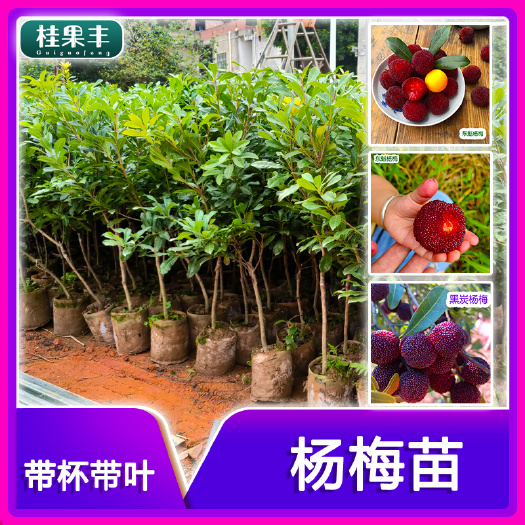灵山县东魁杨梅树苗  东魁 黑炭杨梅苗 杨梅果树苗 南北方庭院阳台