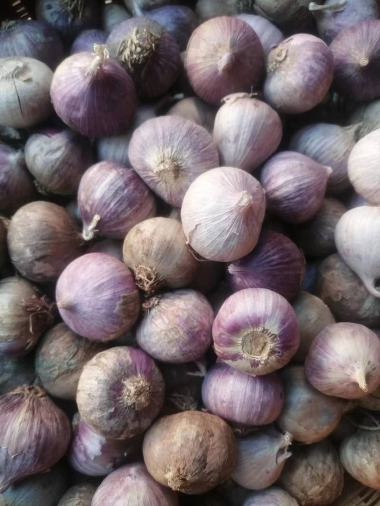 云南大理彌渡半紅香蒜獨(dú)頭蒜大量上市代辦代收批發(fā)一條龍服務(wù)