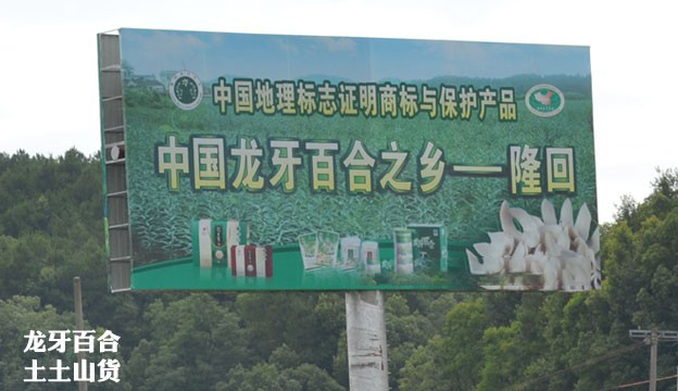 无硫特选龙牙百合干，鲜百合产地大货批发直供