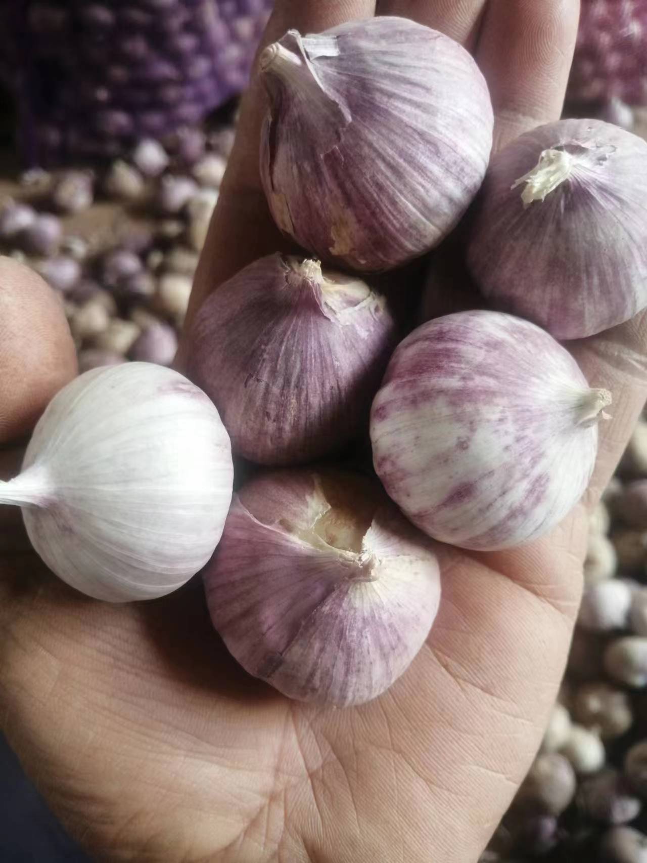 云南大理彌渡半紅香蒜獨(dú)頭蒜大量上市代辦代收批發(fā)一條龍服務(wù)