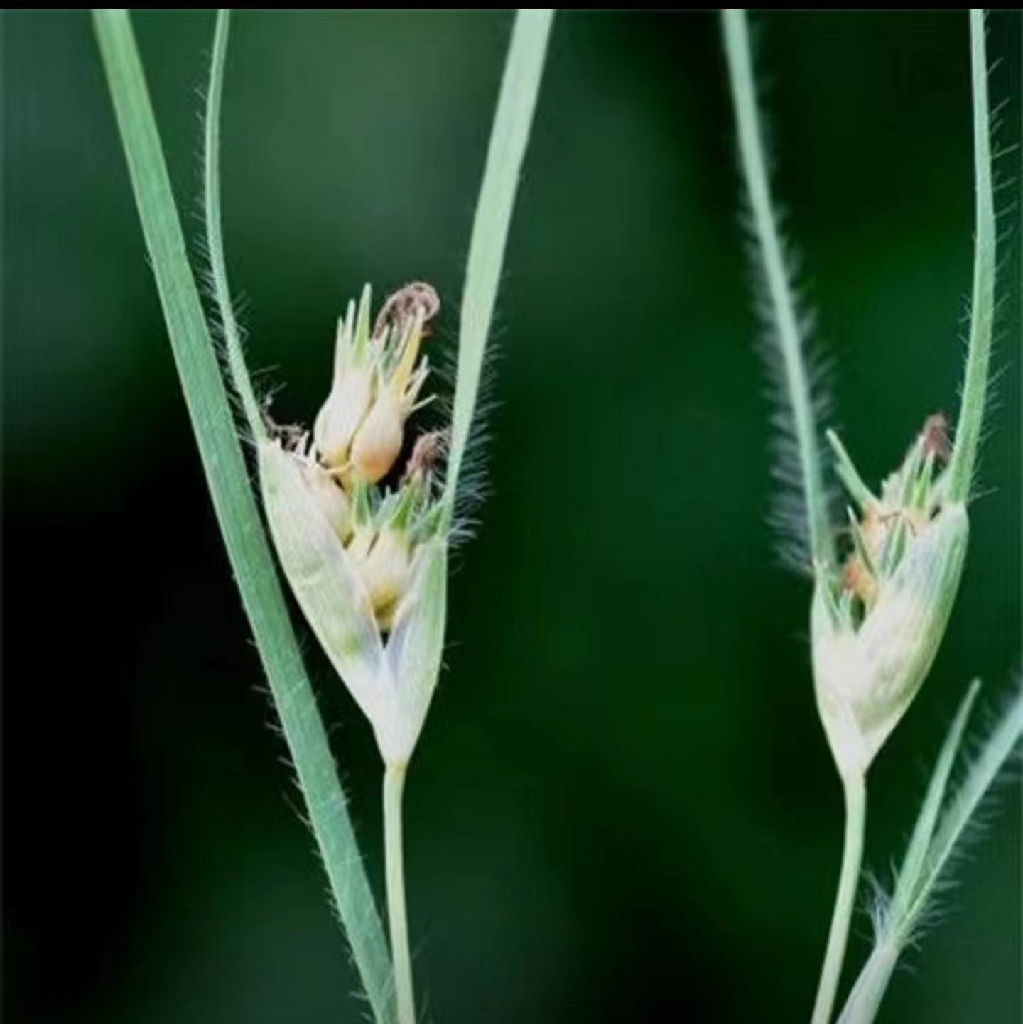 野牛草种子护坡固土草坪草种籽矮生四季长青耐旱耐寒可做牧草