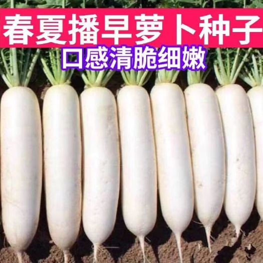 邵东市抗热品种夏白玉白萝卜种子夏秋种籽耐热萝卜种籽萝卜种孑