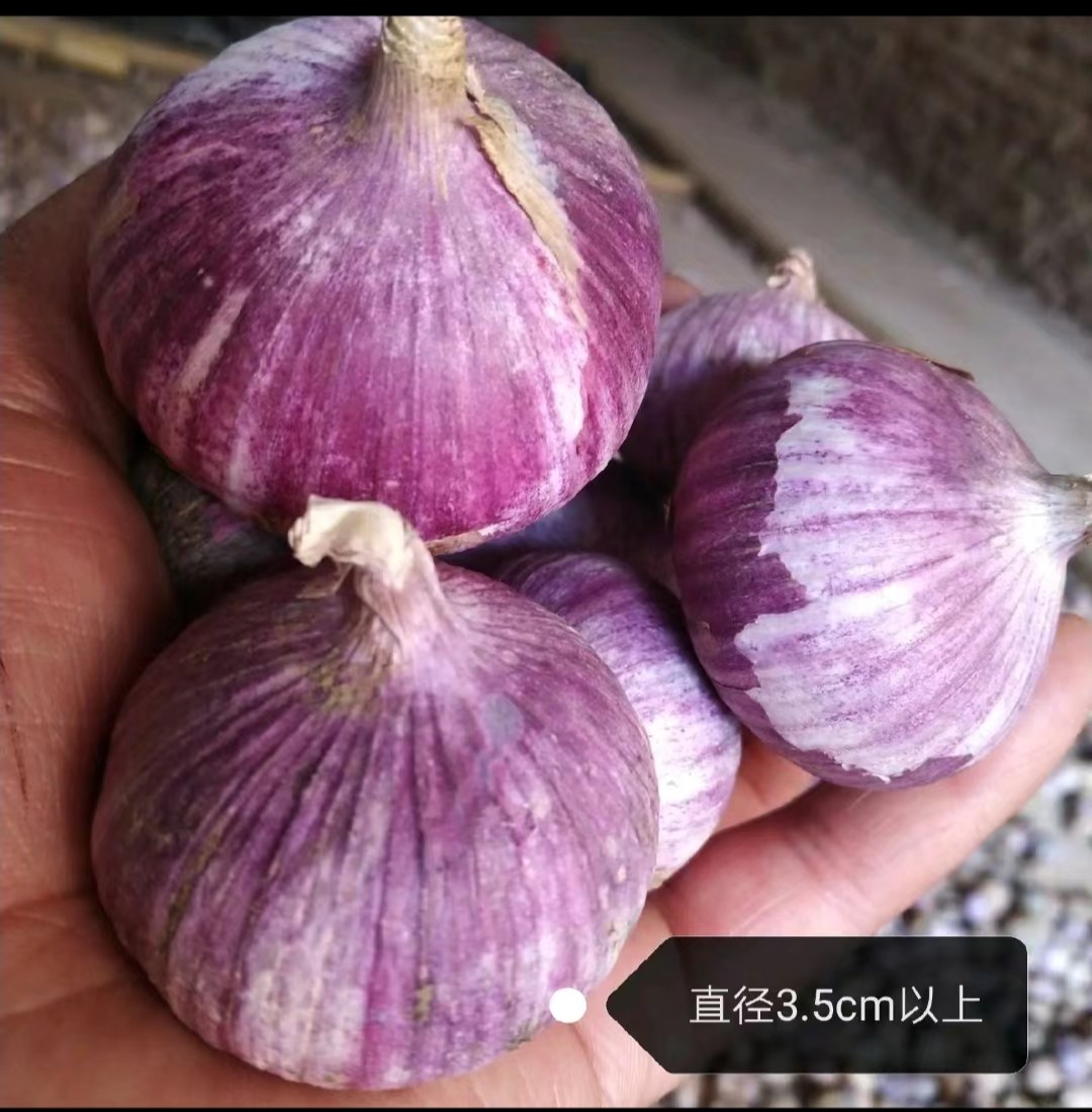 云南大理彌渡半紅香蒜獨(dú)頭蒜大量上市代辦代收批發(fā)一條龍服務(wù)