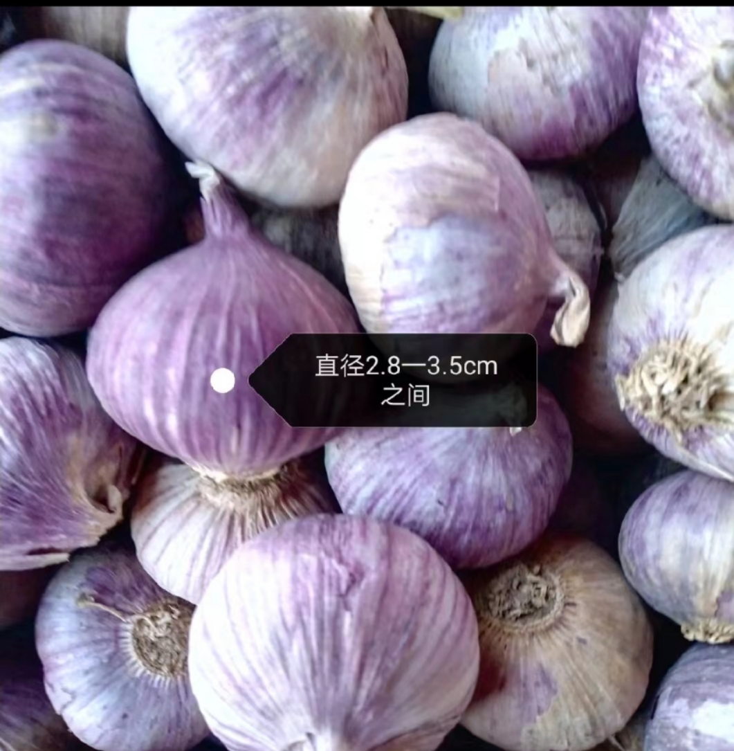 云南大理彌渡半紅香蒜獨(dú)頭蒜大量上市代辦代收批發(fā)一條龍服務(wù)