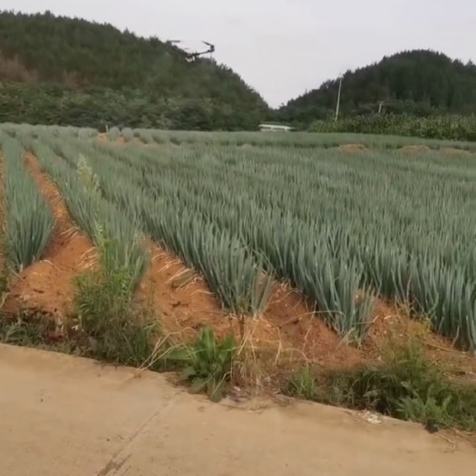 安顺大葱  贵州铁杆大葱可以上市了  有想要的老板前来合作 几千