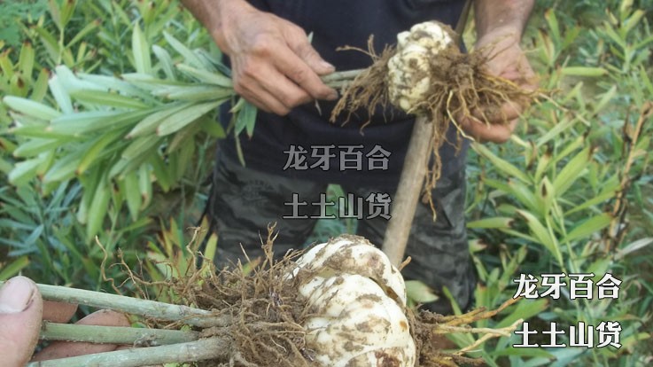 无硫特选龙牙百合干，鲜百合产地大货批发直供