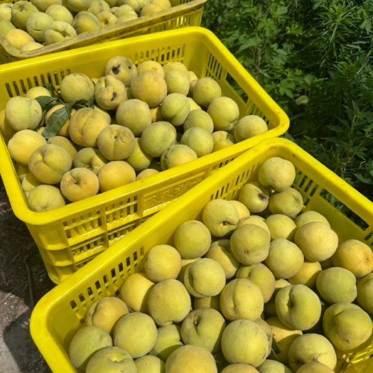 莒县黄桃黄金冠