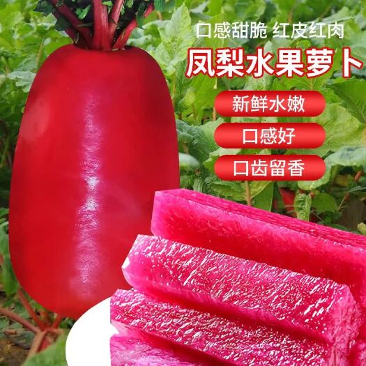 凤梨水果萝卜种子沙窝甜脆型萝卜种籽子红心红皮春秋四季蔬菜种子