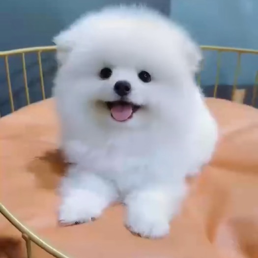 南昌博美