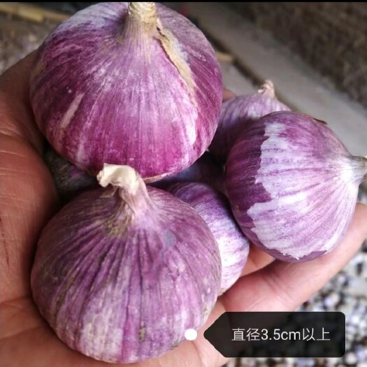 弥渡县云南大理弥渡半红香蒜独头蒜大量上市代办代收批发一条龙服务