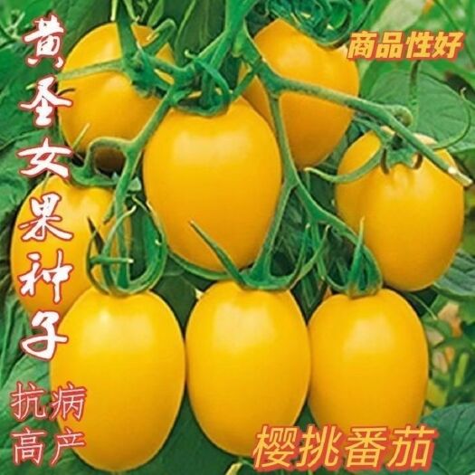 黄色圣女果种子樱桃小番茄苗蔬菜籽西红柿菜苗春秋阳台圣女果籽种