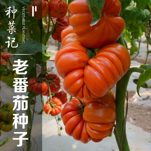 邵东市老品种马蹄番茄种子西红柿种子四季盆栽阳台蔬可食用菜