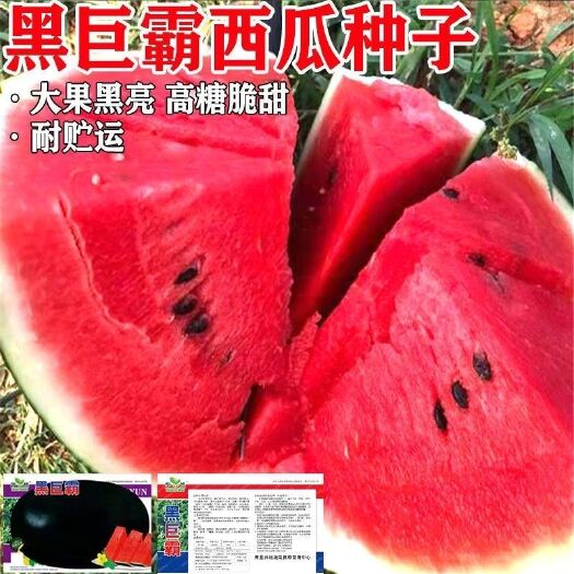邵东市黑巨霸西瓜种子特大高产薄皮黑皮西瓜种子抗重茬无籽甜王西瓜种籽