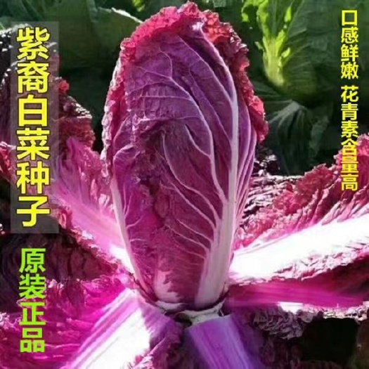 邵东市营养紫美人白菜种子里外紫色大白菜四季播种庭院田地有机蔬菜籽