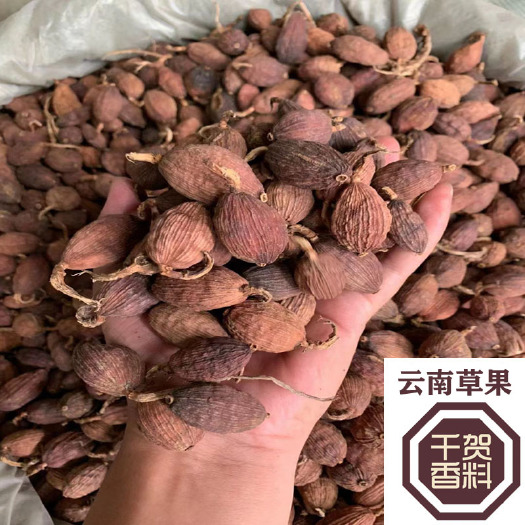 陆川县草果短把草果电烤生晒无烟果草果把子去把大个头草果
