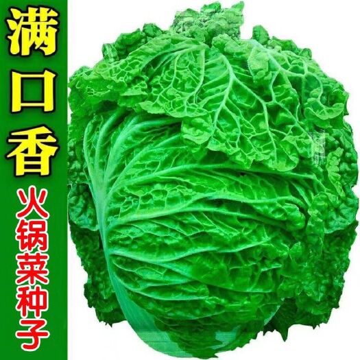 邵东市火锅白菜种子叶多无筋高产抗病秋季大田耐贮耐运麻叶大白菜蔬菜种