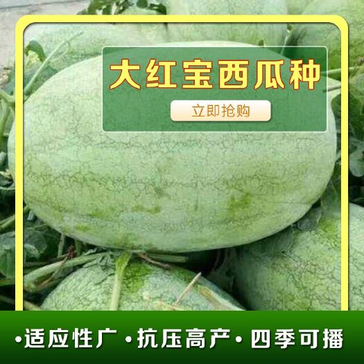 邵东市大红宝西瓜种子大型西瓜新红宝西瓜籽抗病春夏播种水果西瓜种子