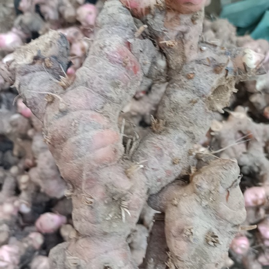 大量一级南姜