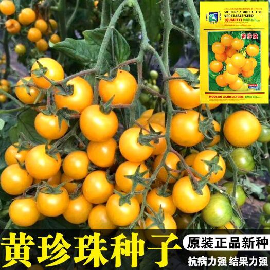 超甜黄珍珠番茄种子西红柿种苗子超甜小柿子籽黄色中熟高产