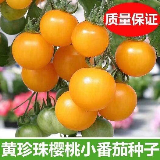 邵东市超甜黄珍珠樱桃小番茄种子西红柿种苗子超甜小柿子籽黄色中熟高产
