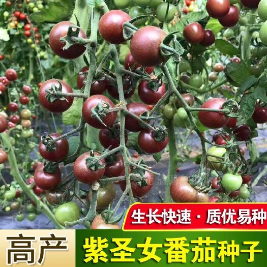 邵东市紫圣女番茄种子紫色西红柿庭院室内外阳台盆栽易活易蔬菜种子春播