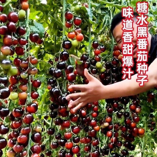 黑珍珠樱桃黑番茄种子四季小黑西红柿种籽西黑柿春季蔬菜种孑