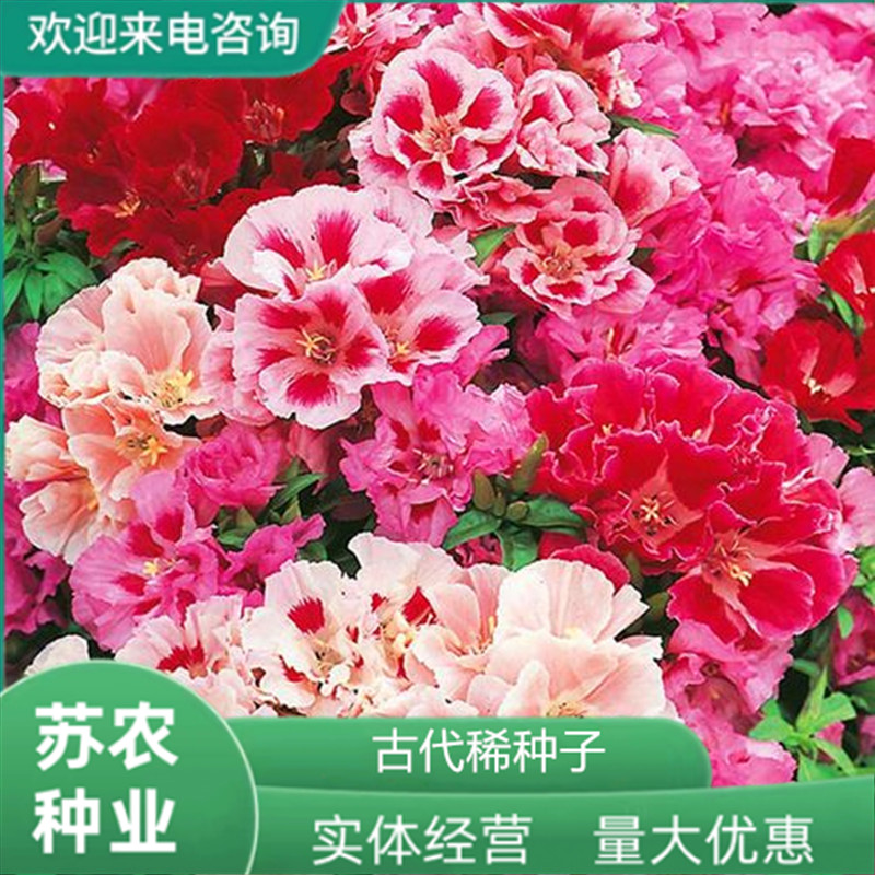 沭阳县古代稀种子送春花晚春锦花园花坛花境四季易种花籽易活耐寒花种子