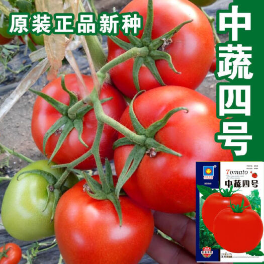 中蔬四号西红柿种子番茄小西红柿圣女果种籽四季播种易活蔬菜种子