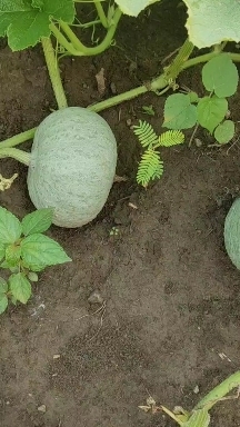 灯塔市银栗南瓜