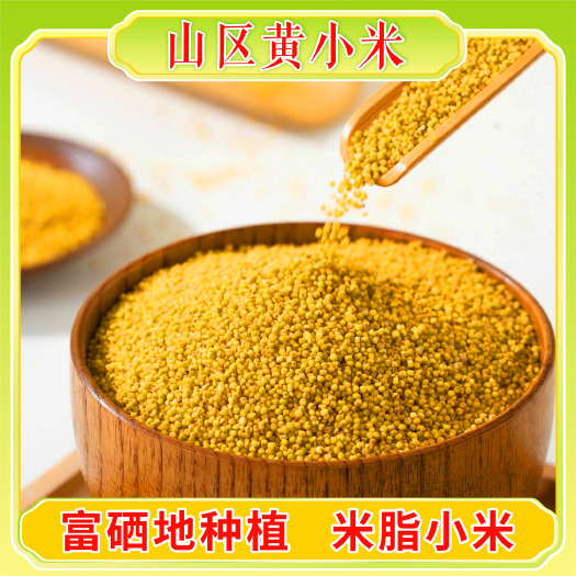 子洲县谷地米脂黄小米富硒地种植石碾小米当季新米陕北特产软糯油小米