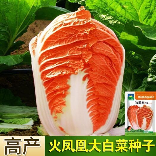 邵东市火凤凰大白菜种子耐热耐寒抗病高产可生吃白菜种子蔬菜