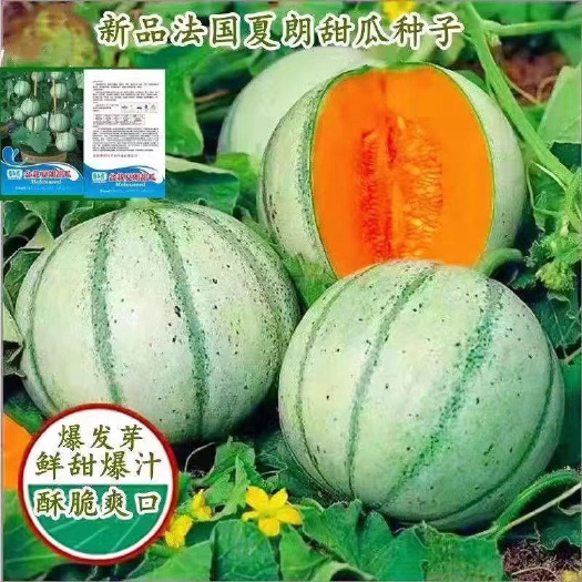 邵东市夏朗甜瓜种子法国德香瓜籽种子高产水果种子瓜类种子大全甜瓜