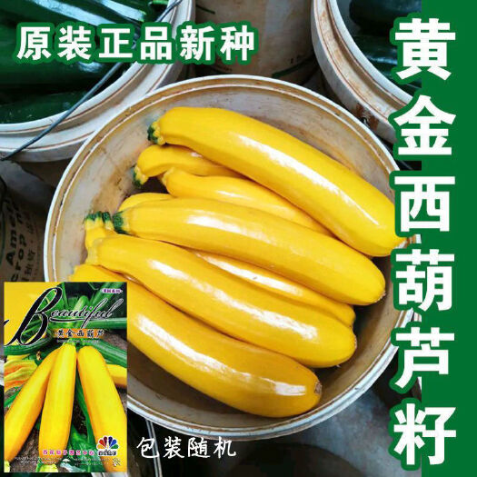 邵东市黄金西葫芦种子原装原厂金黄香蕉瓜种籽水果蔬菜种孑可观赏可食用