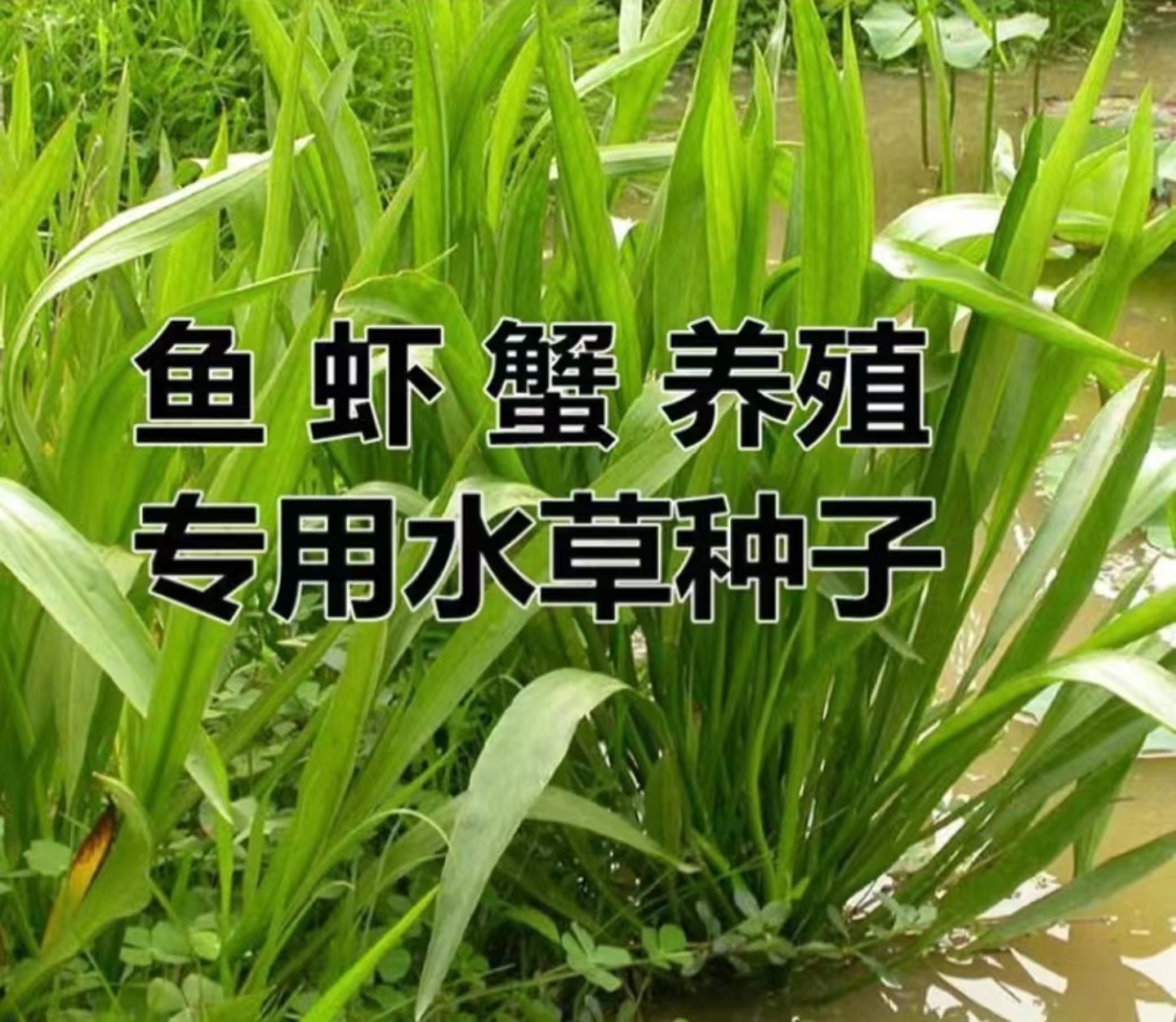 小米草种籽养殖专用水草种子雀叶稗鱼虾蟹牧草种子高产耐水淹草籽