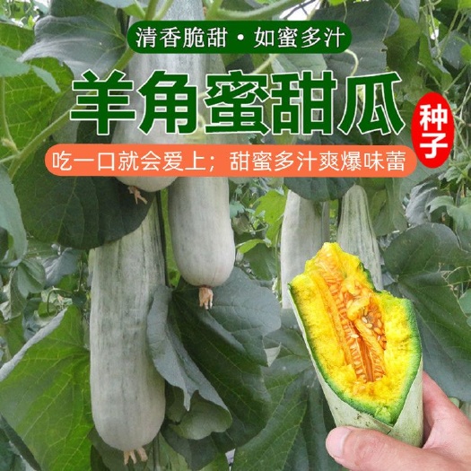 邵东市羊角蜜甜瓜种子正品羊角酥脆甜种籽薄皮香瓜春季四季水果特大种子