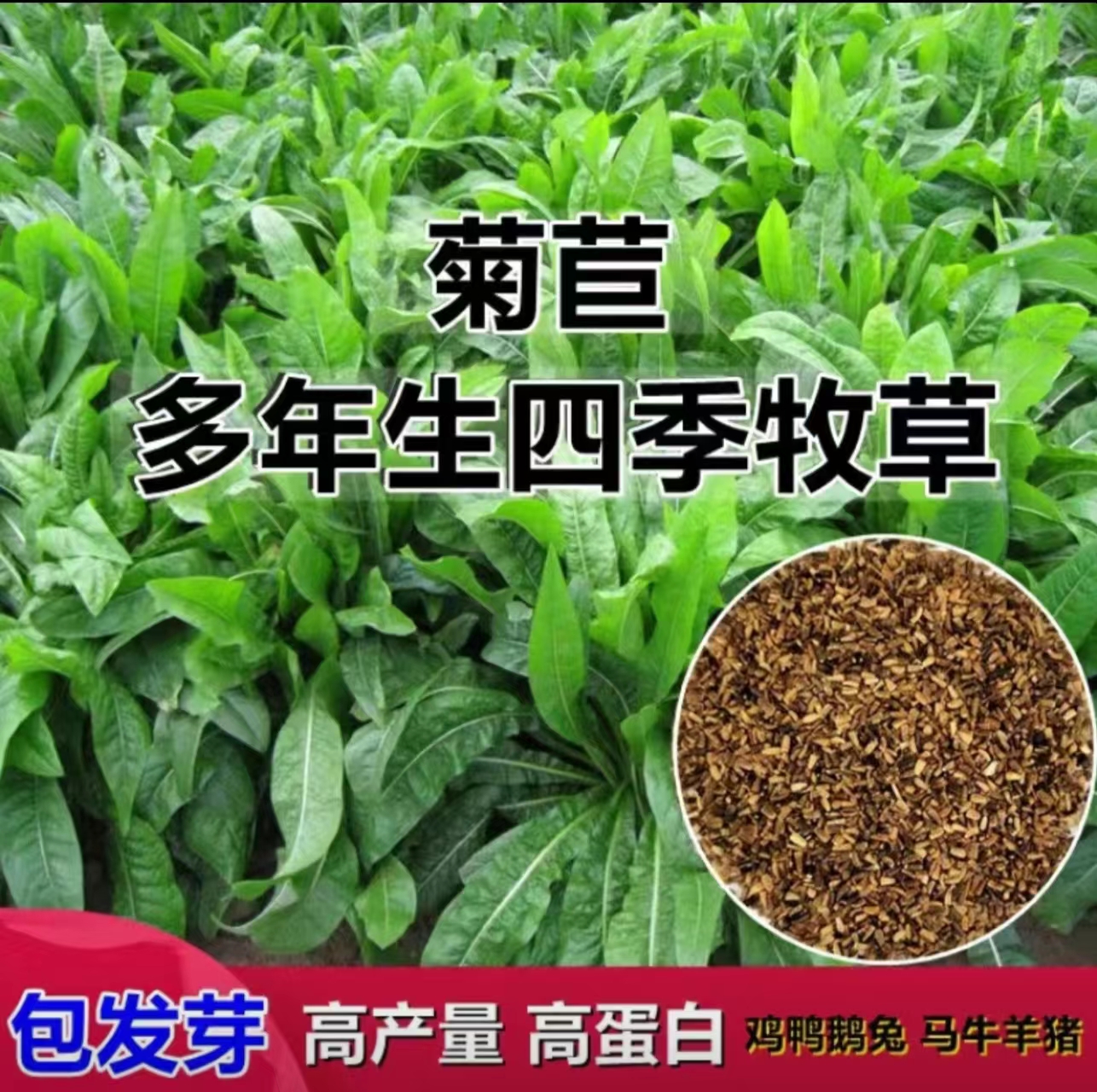 沭阳县菊苣种子大叶多年生兔子草种猪牛鱼鸡鸭鹅爱吃的养殖四季牧草种子