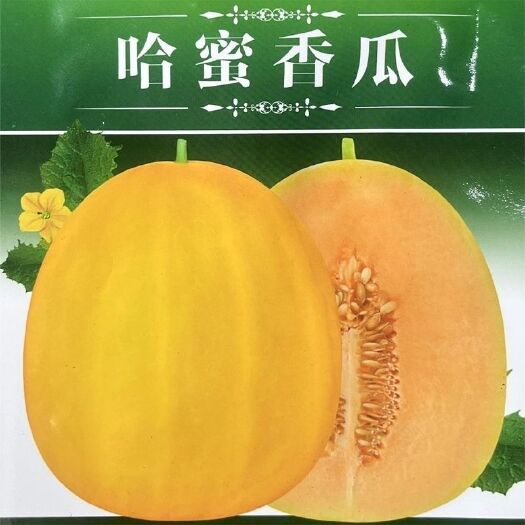 邵东市哈密香瓜种子薄皮黄皮黄心甜瓜种子肉质细脆爽口香甜纯正香瓜种子