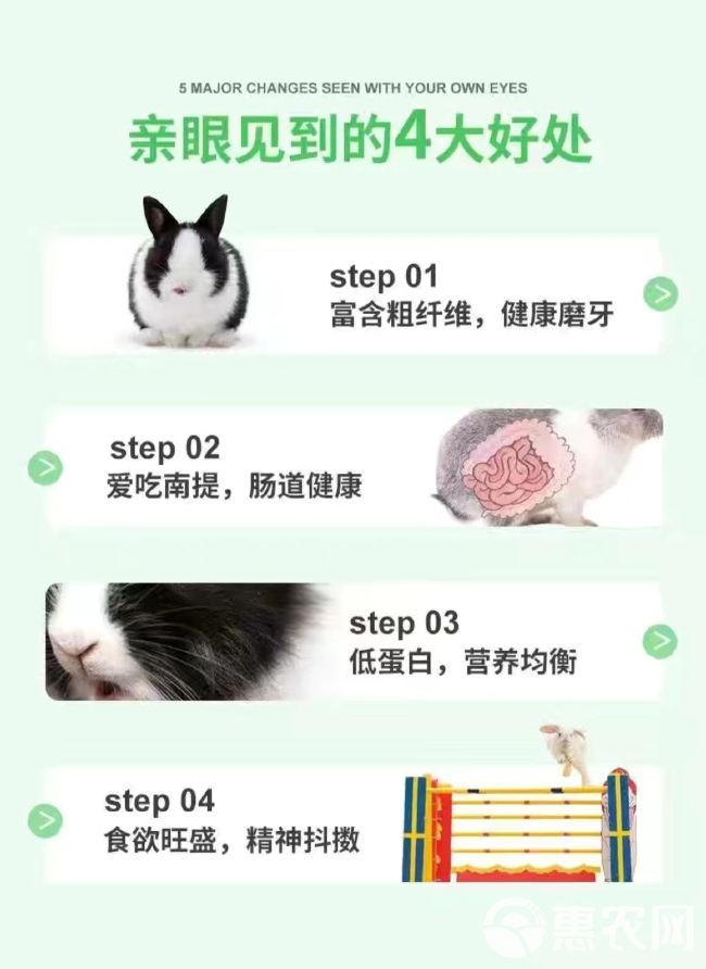 提摩西种子猫尾草梯牧草子豚鼠荷兰猪宠物爱吃多年生牧草种子