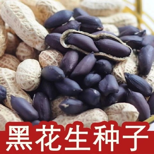 新鲜绿宝黑花生可发芽菜带壳富硒黑花生黑花生农家新鲜黑紫花生