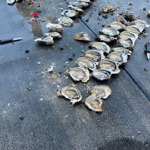 霞浦县本地生蚝，