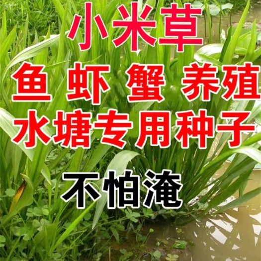 沭阳县小米草种籽养殖专用水草种子雀叶稗鱼虾蟹牧草种子高产耐水淹草籽