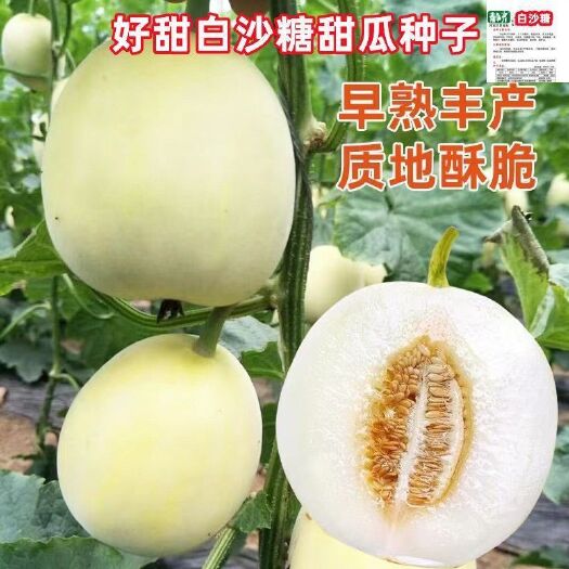 邵东市超甜白沙糖甜瓜种超甜早熟香瓜籽白沙蜜甜瓜可四季高产甜瓜籽