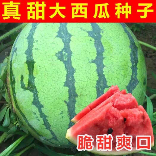正品包邮超甜京欣一号圆形早熟西瓜种子早熟口感佳含糖高红壤