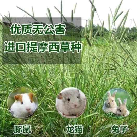 沭阳县提摩西种子猫尾草梯牧草子豚鼠荷兰猪宠物爱吃多年生牧草种子