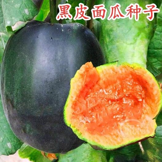 邵东市黑皮面瓜种子黑皮甜香瓜大黑皮面瓜种子香瓜春季播种瓜果蔬菜种子