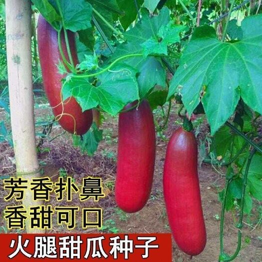 邵东市火腿香瓜种子超甜红香蜜甜瓜种子农家水果蔬菜种籽四季春秋播高产